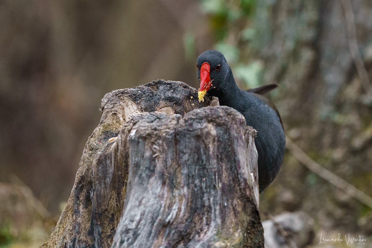 Gallinella d'acqua