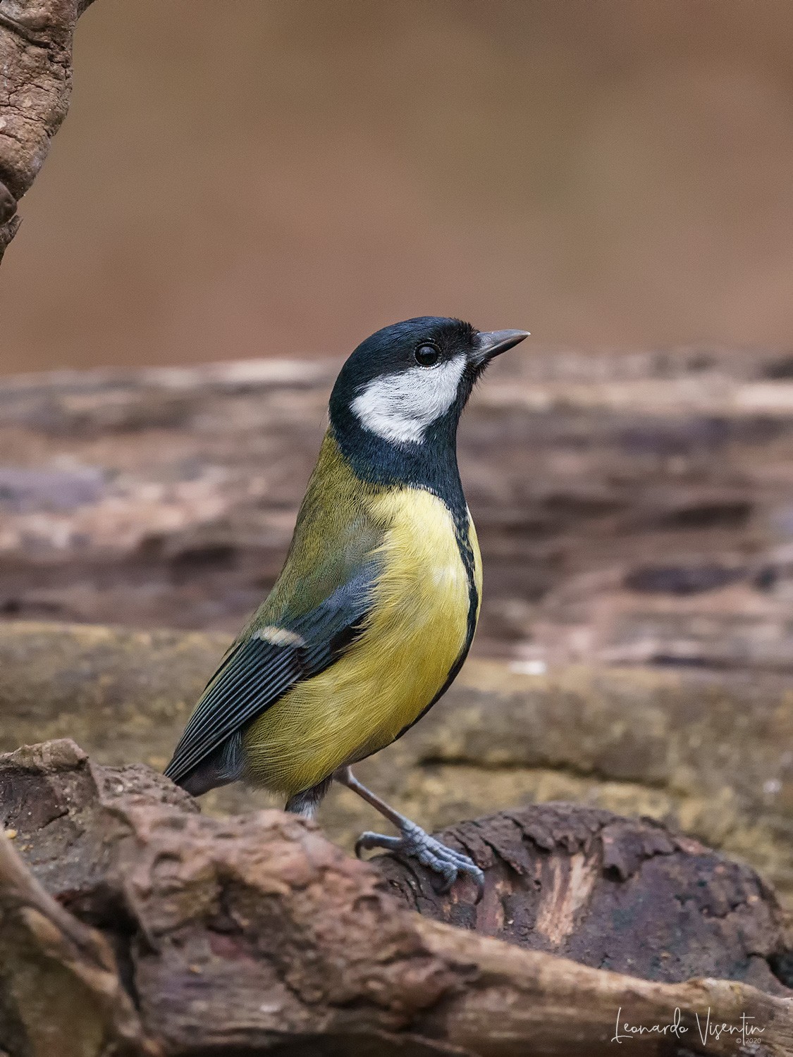 Cinciallegra (Parus major)