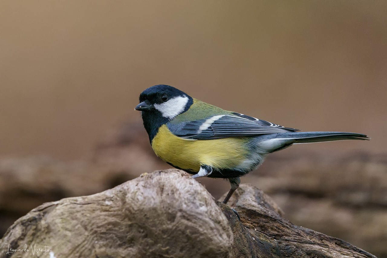 Cinciallegra (Parus major)