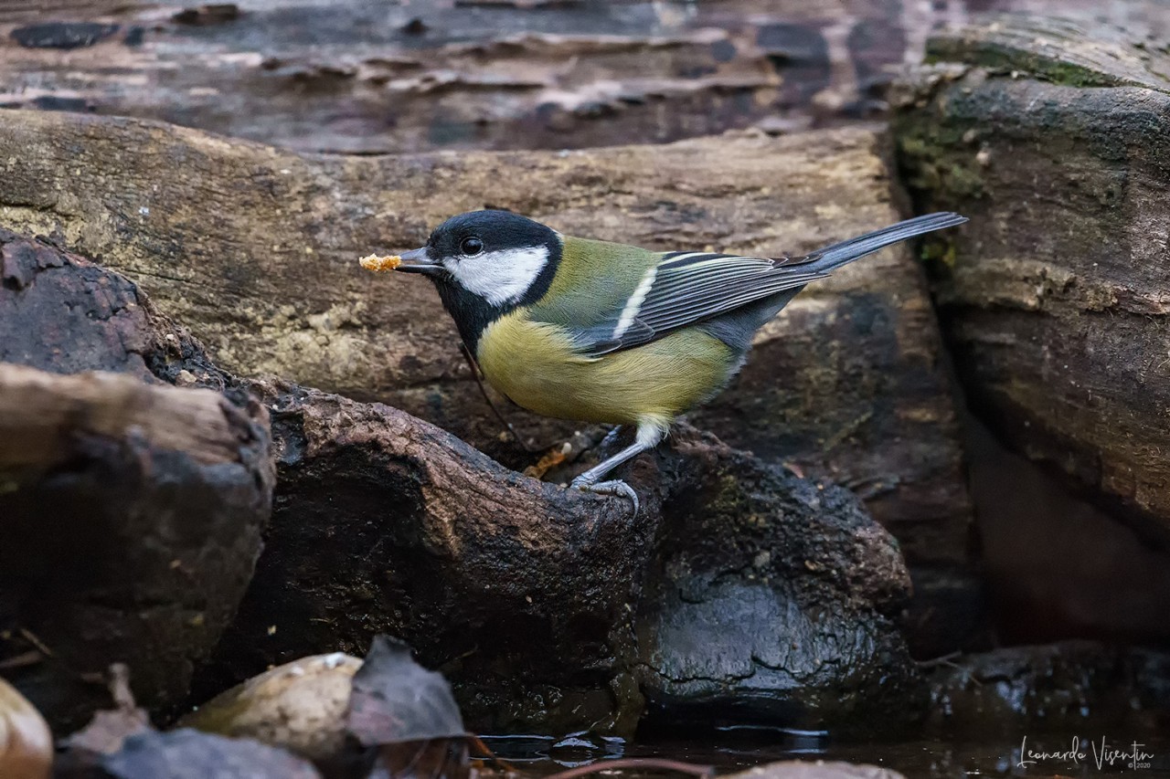 Cinciallegra (Parus major)