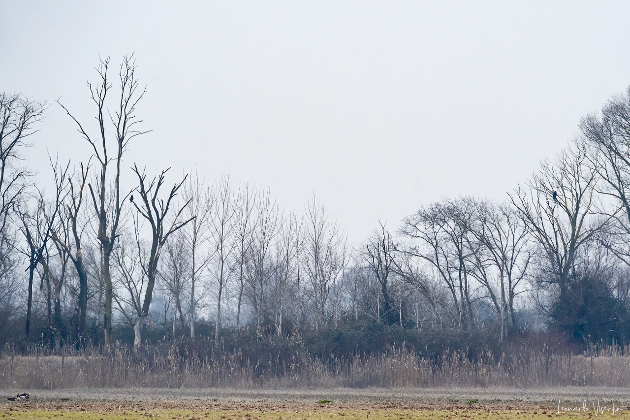 Aquila anatraia maggiore e Poiana