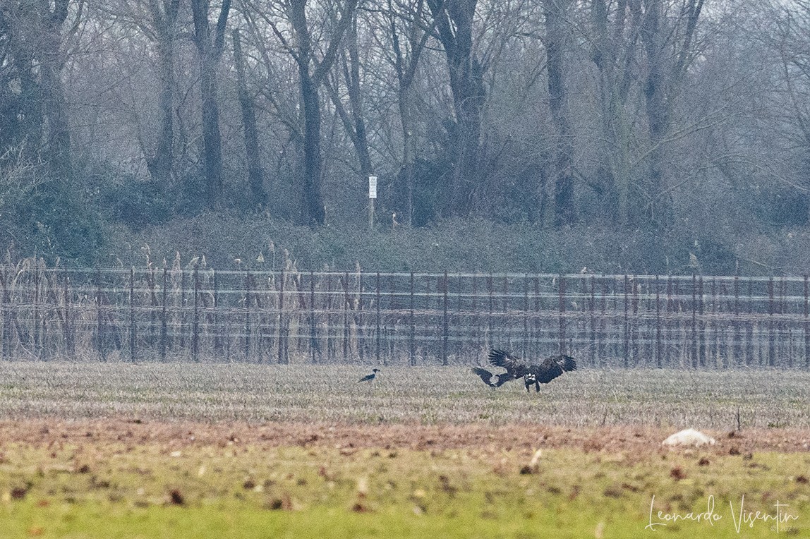 Aquila anatraia maggiore