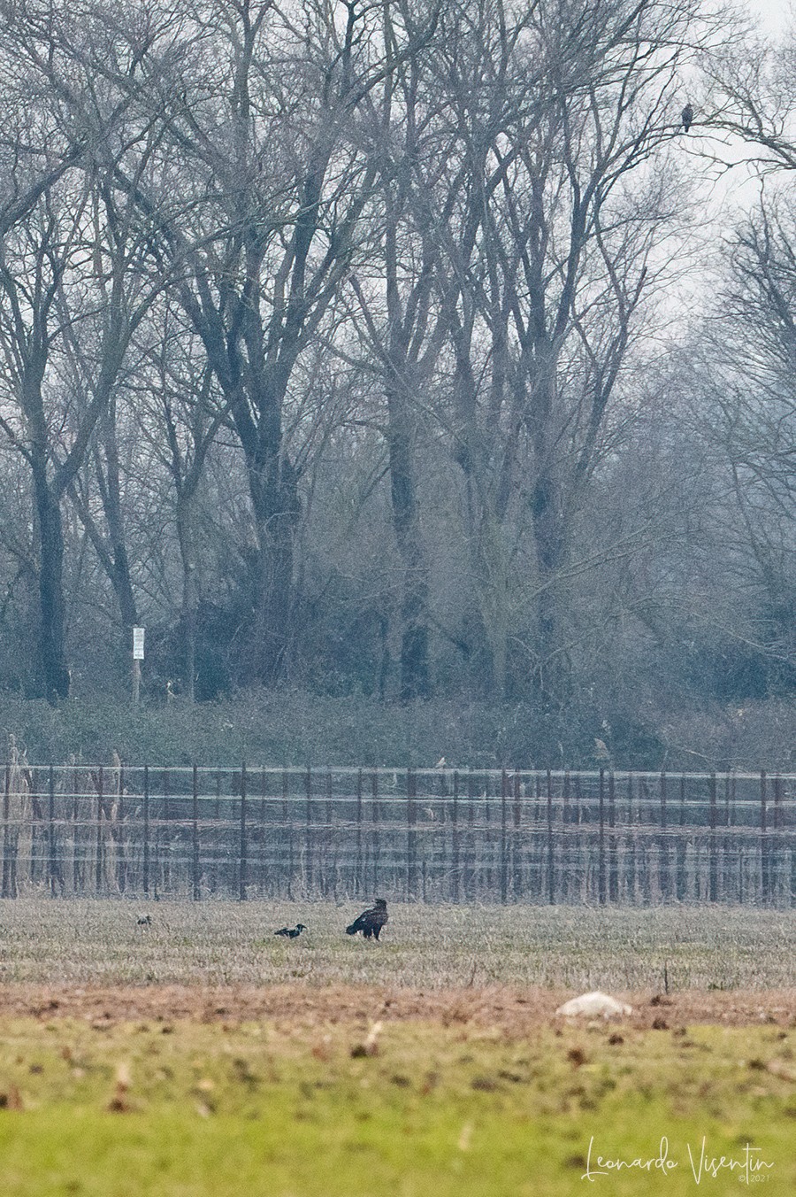 Aquila anatraia maggiore