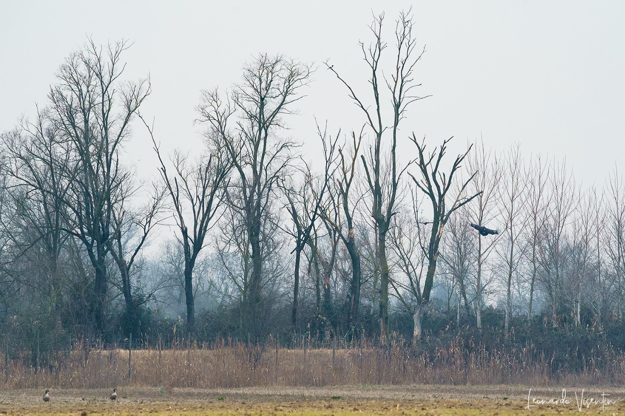Aquila anatraia maggiore