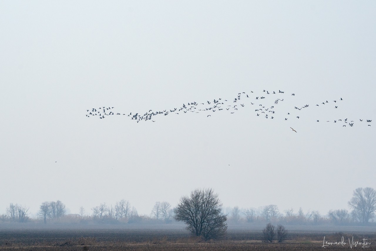 Gru (Grus grus)