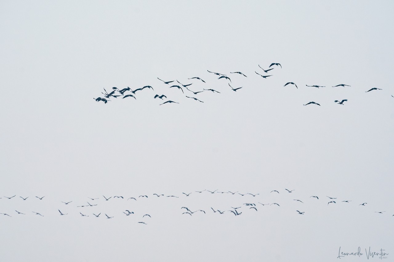 Gru (Grus grus)