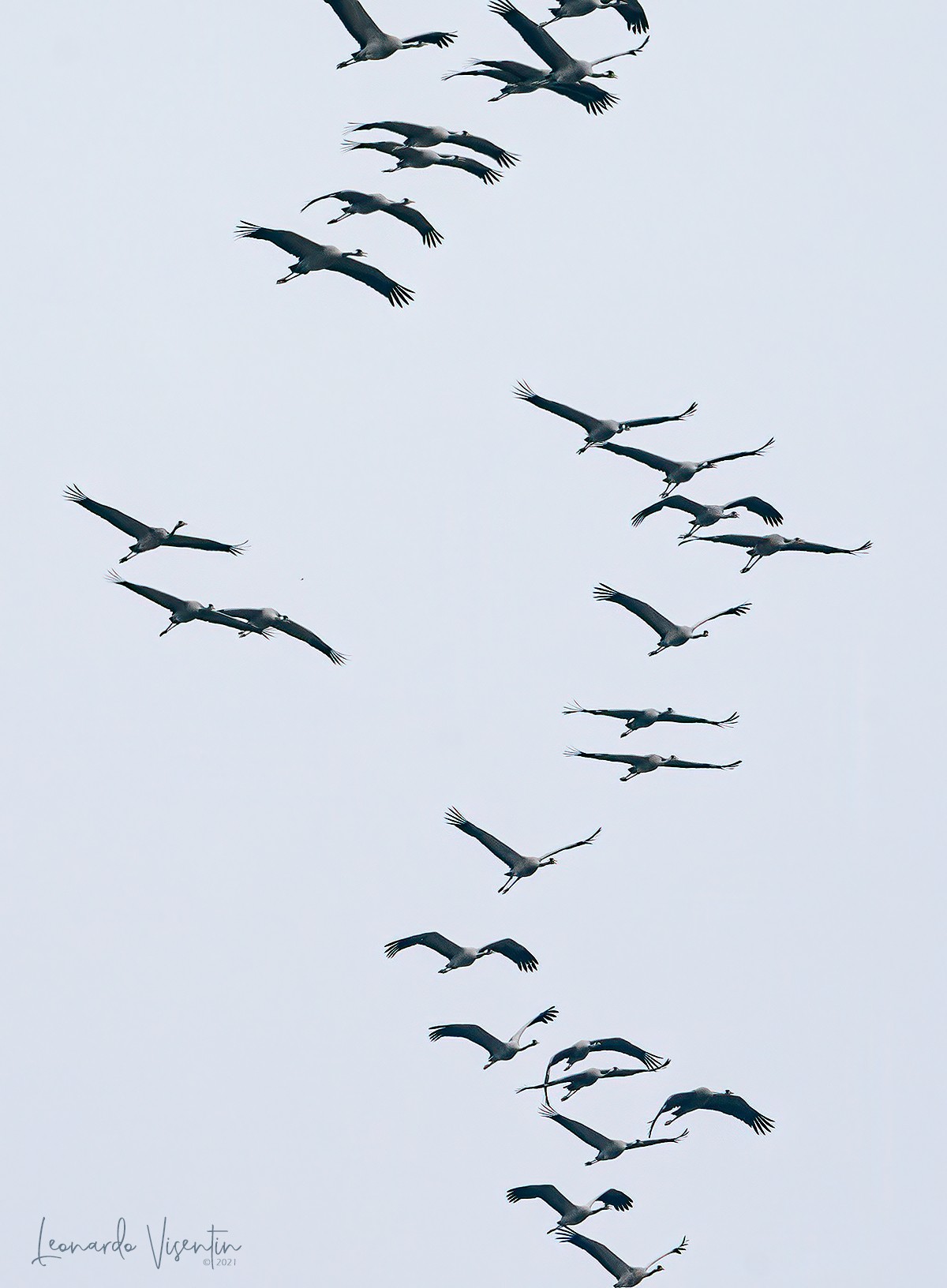 Gru (Grus grus)