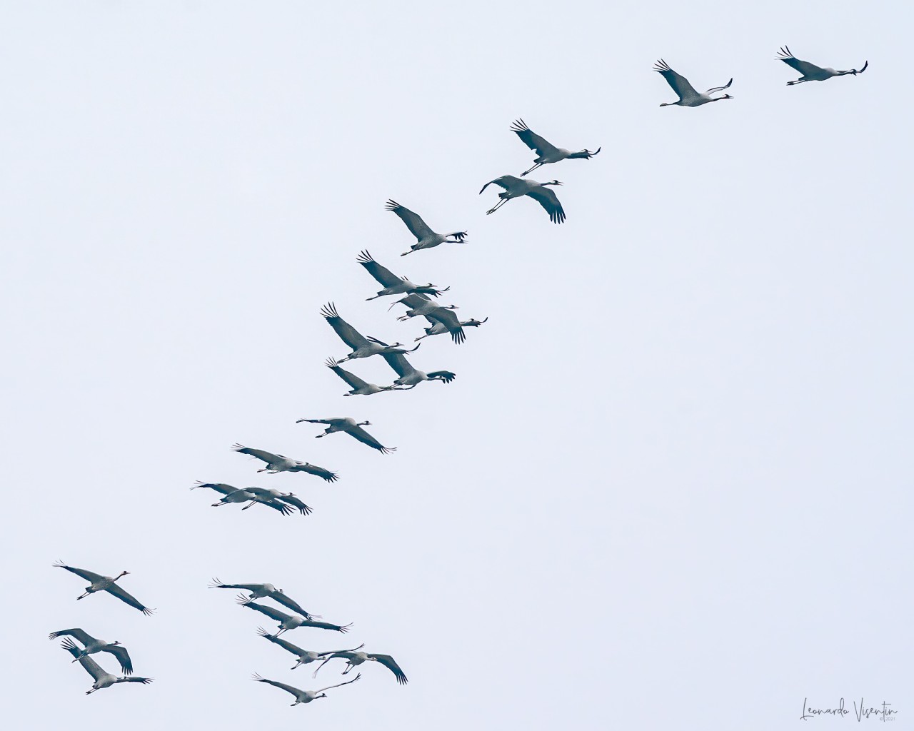 Gru (Grus grus)