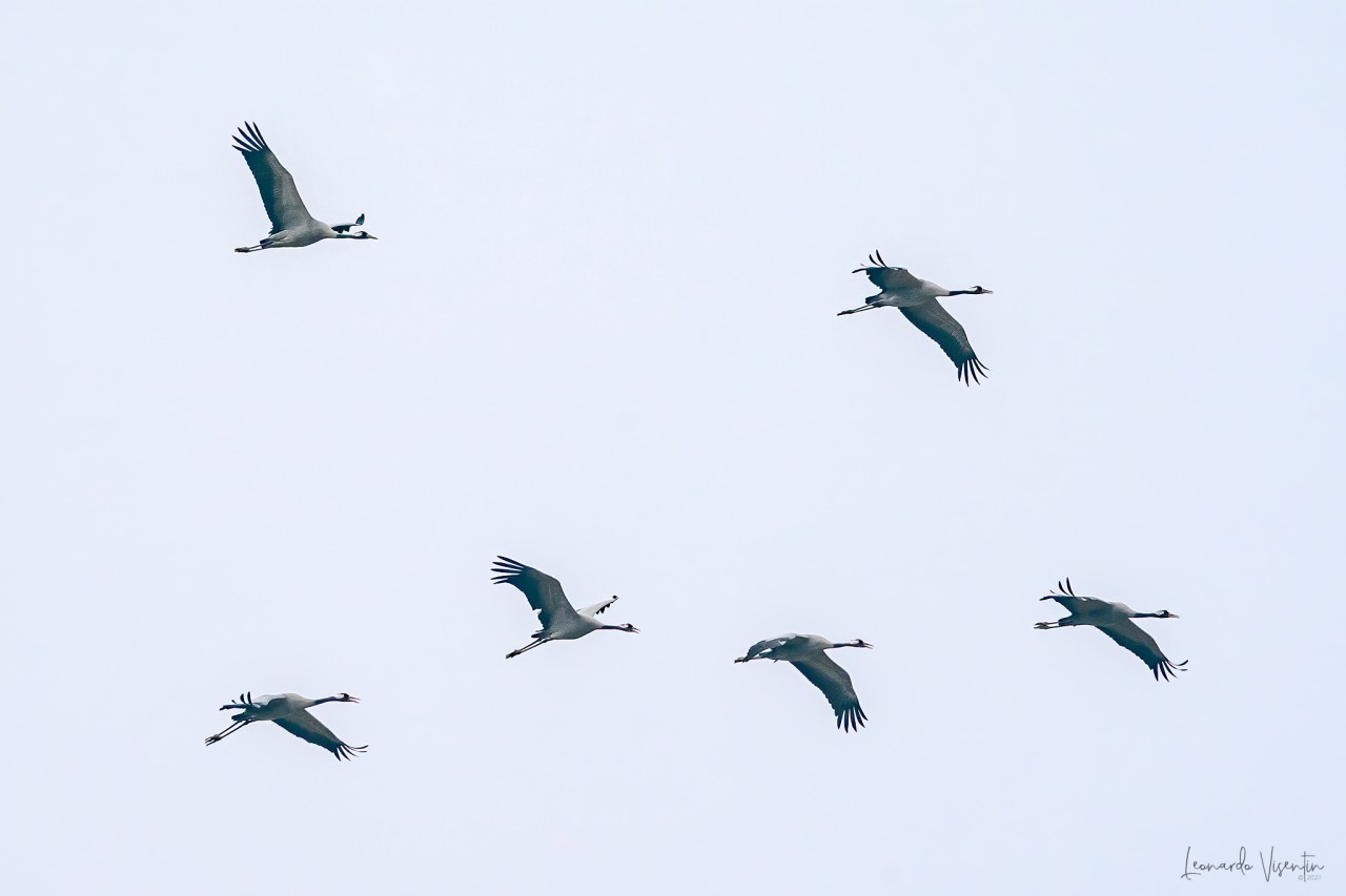 Gru (Grus grus)