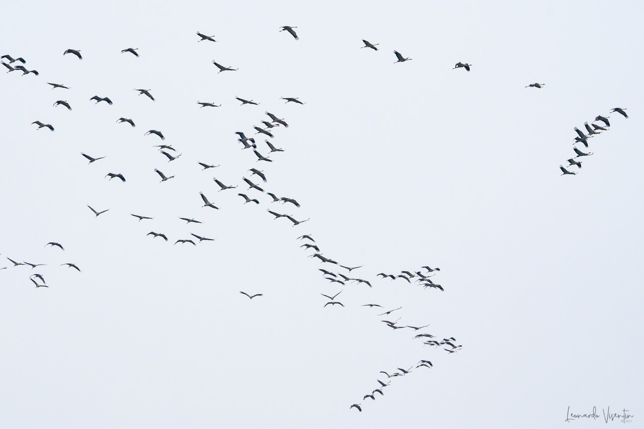 Gru (Grus grus)