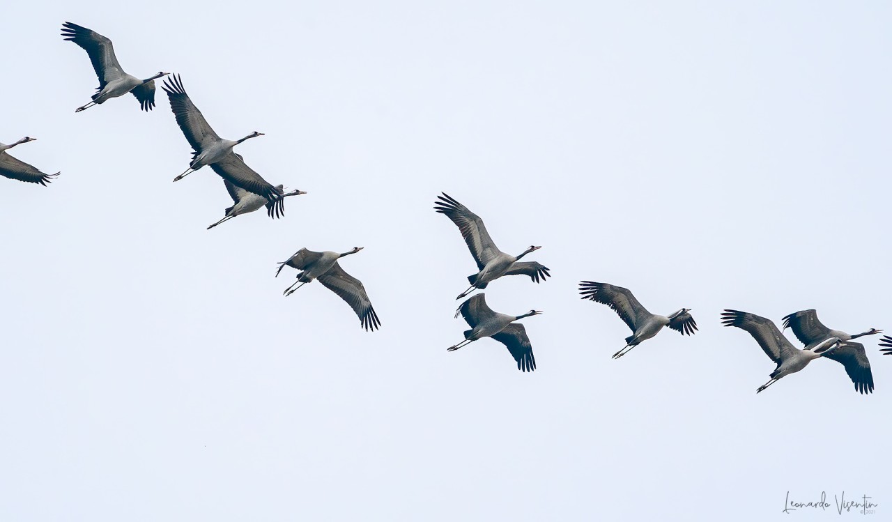 Gru (Grus grus)