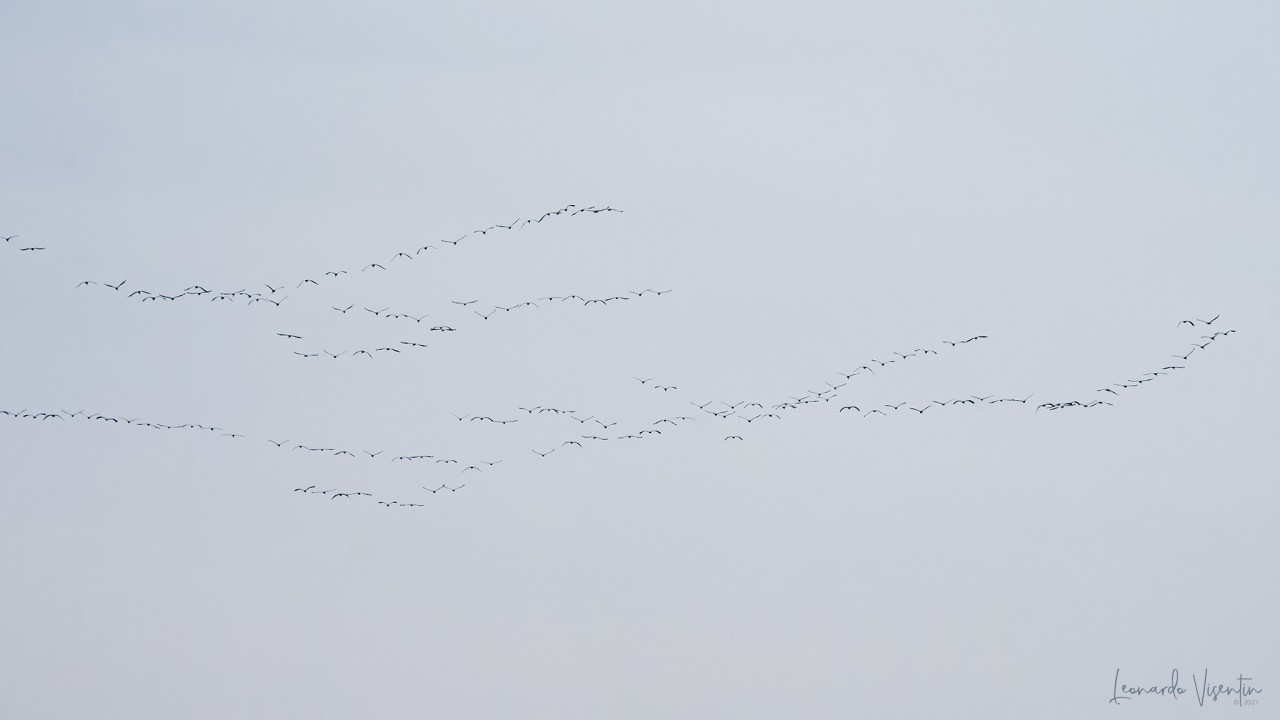 Gru (Grus grus)