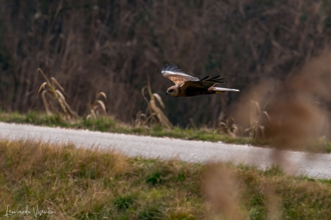 Falco di palude