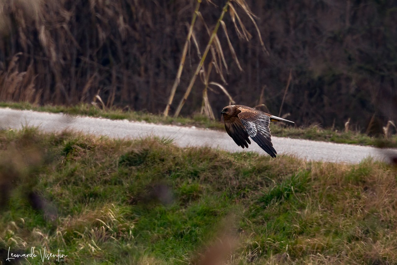 Falco di palude