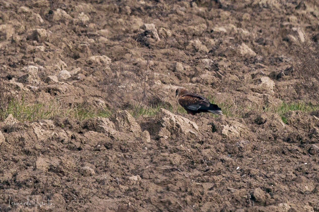 Falco di palude
