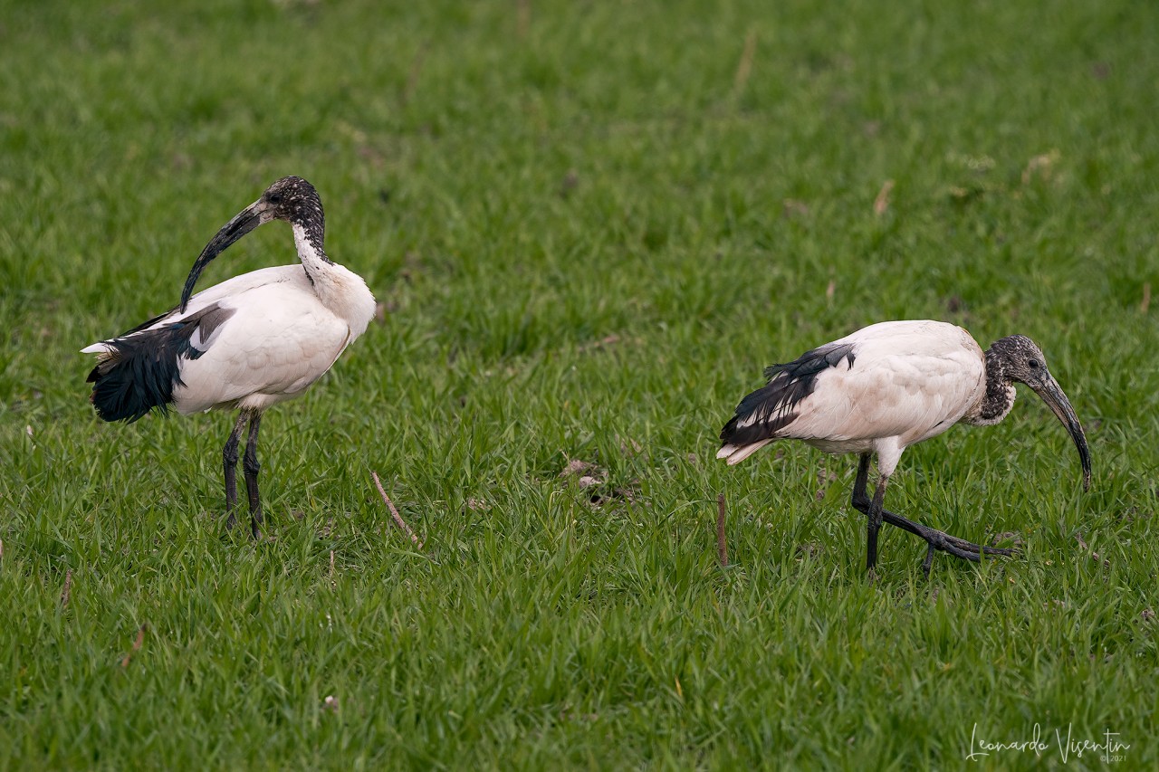 Ibis sacri