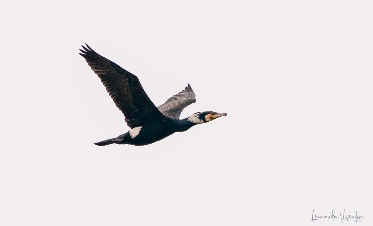 Cormorano
