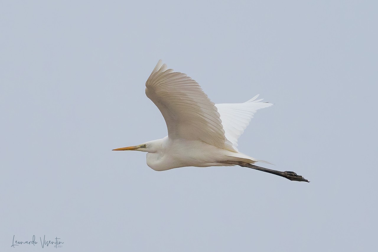 Airone bianco maggiore