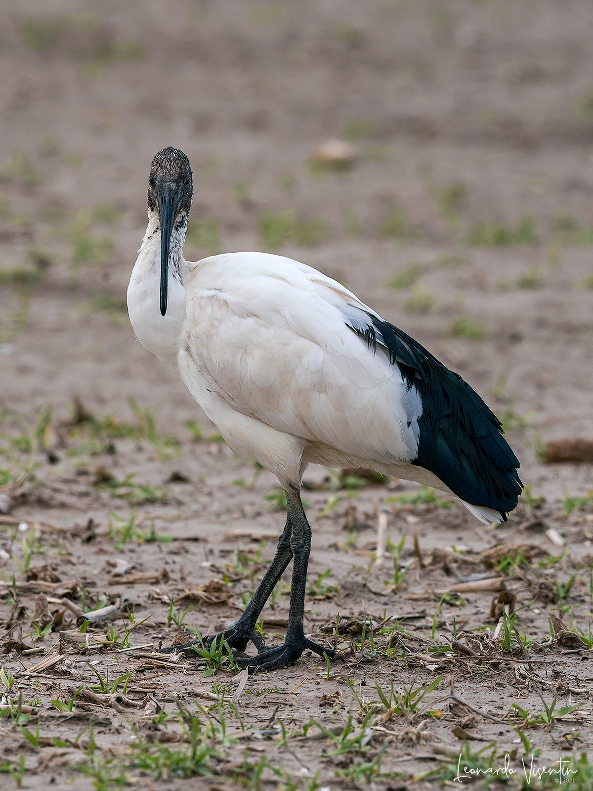 Ibis sacro