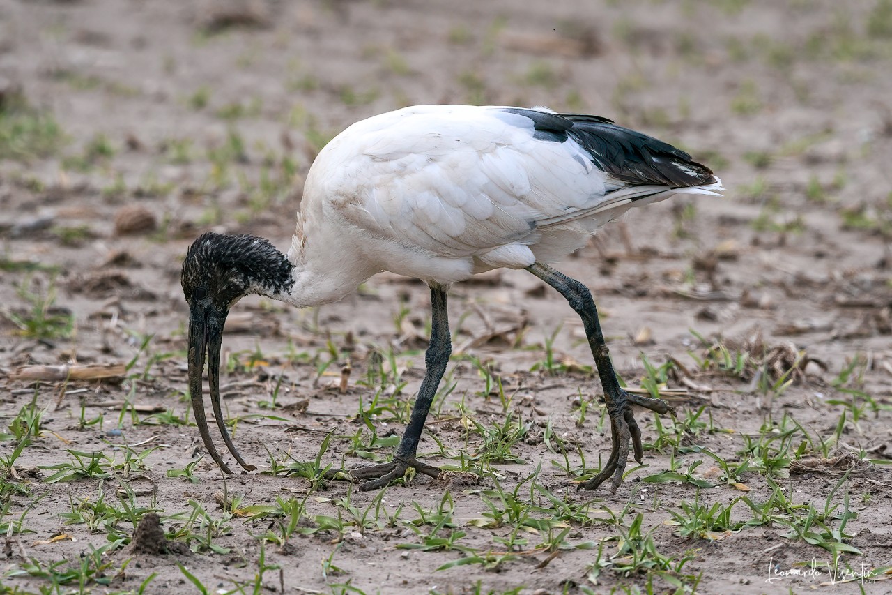 Ibis sacro