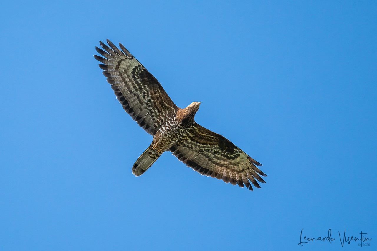 Falco pecchiaiolo