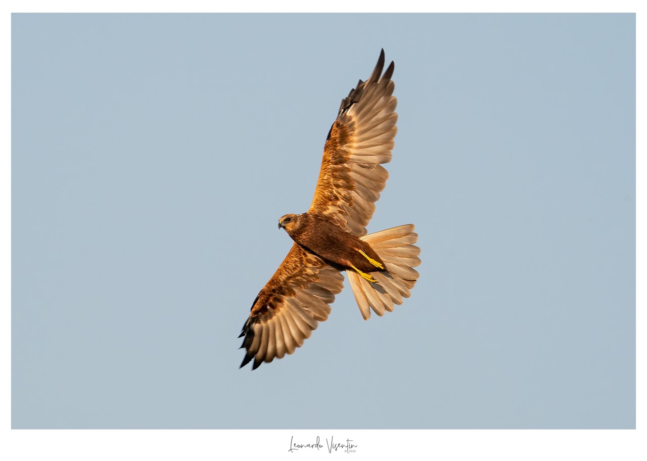 Falco di palude