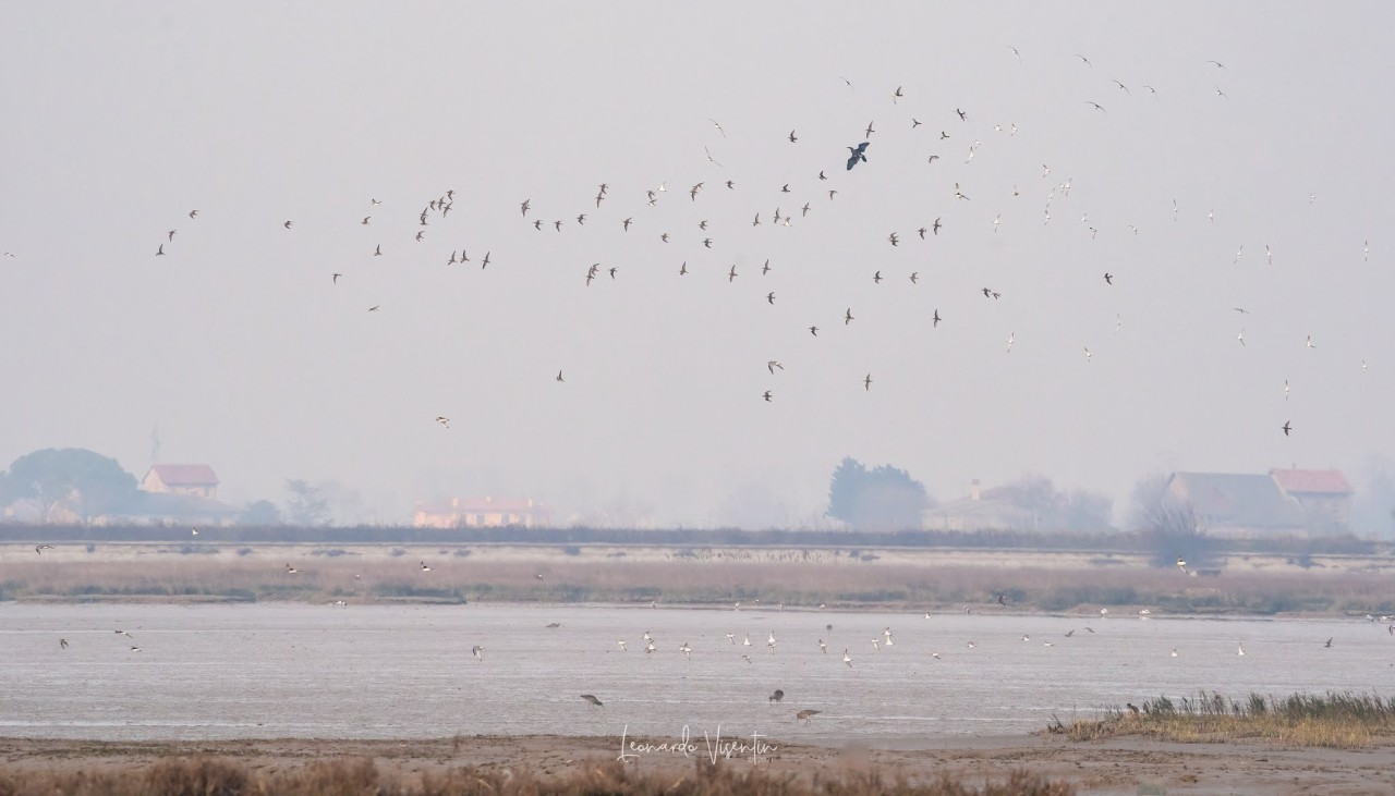 Piovanelli pancianera, Pivieri dorati, Pivieresse in volo