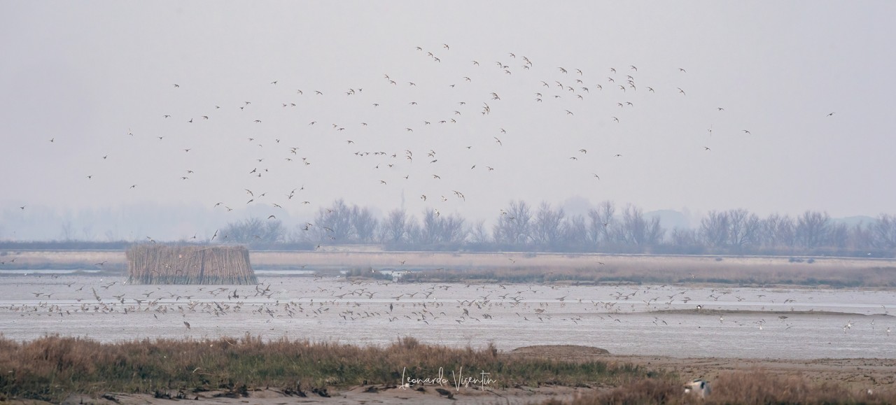Piovanelli pancianera, Pivieri dorati, Pivieresse in volo