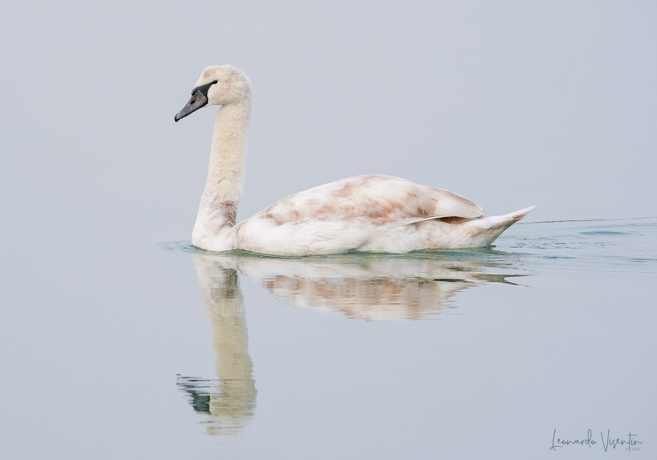 Cigno reale