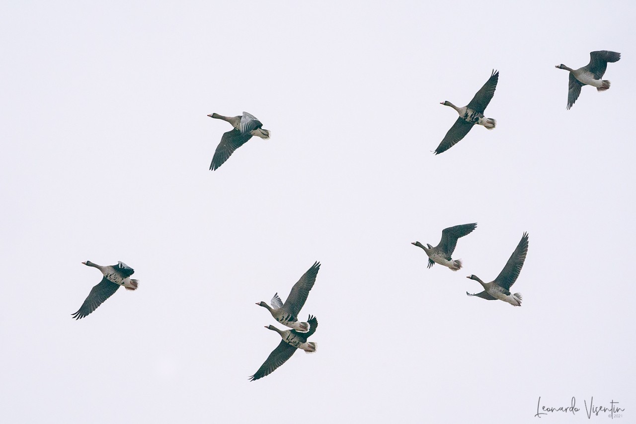 Oche lombardelle in volo
