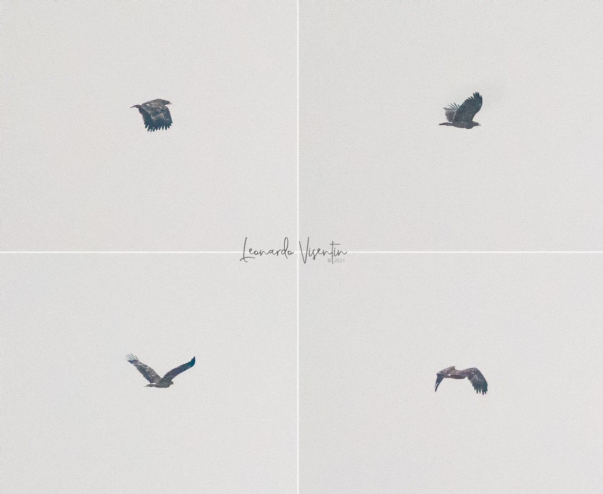 Aquila anatraia maggiore
