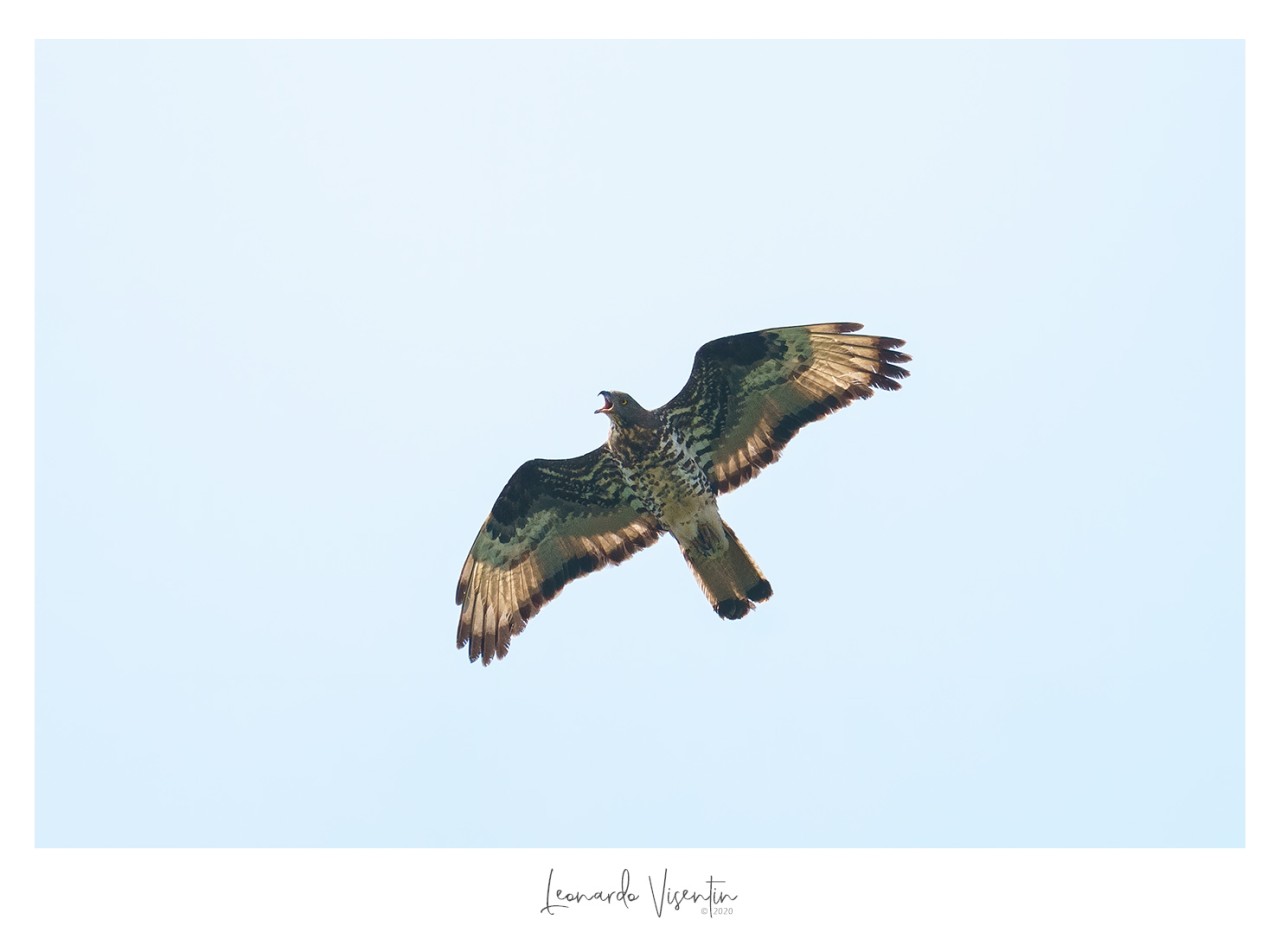 Falco pecchiaiolo