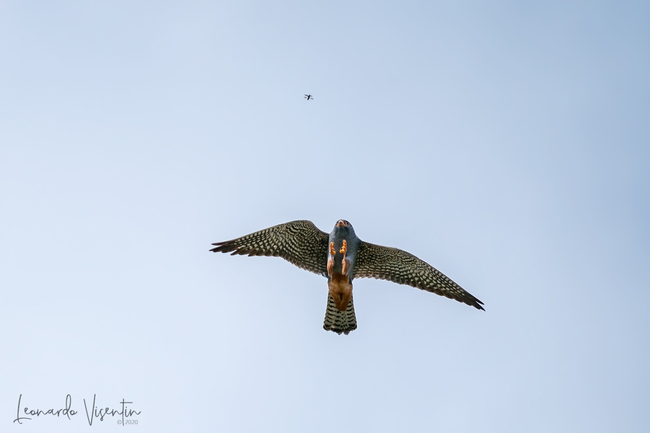 Falco cuculo