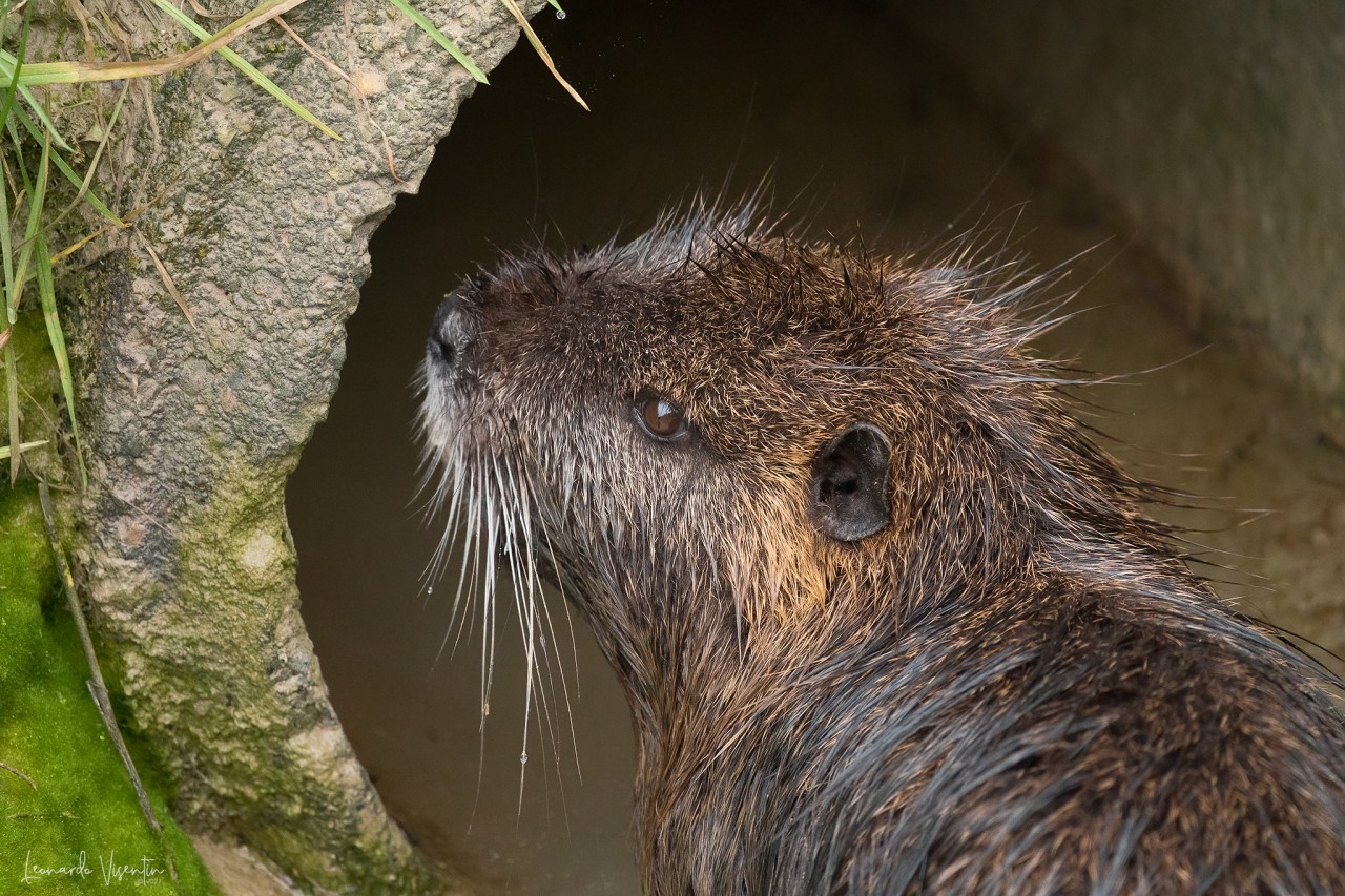 Nutria