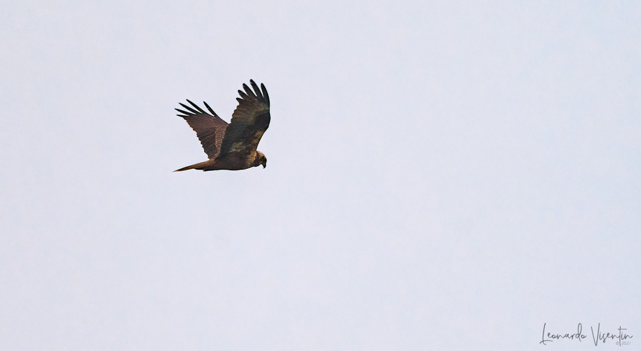 Falco di palude (Circus aeruginosus)