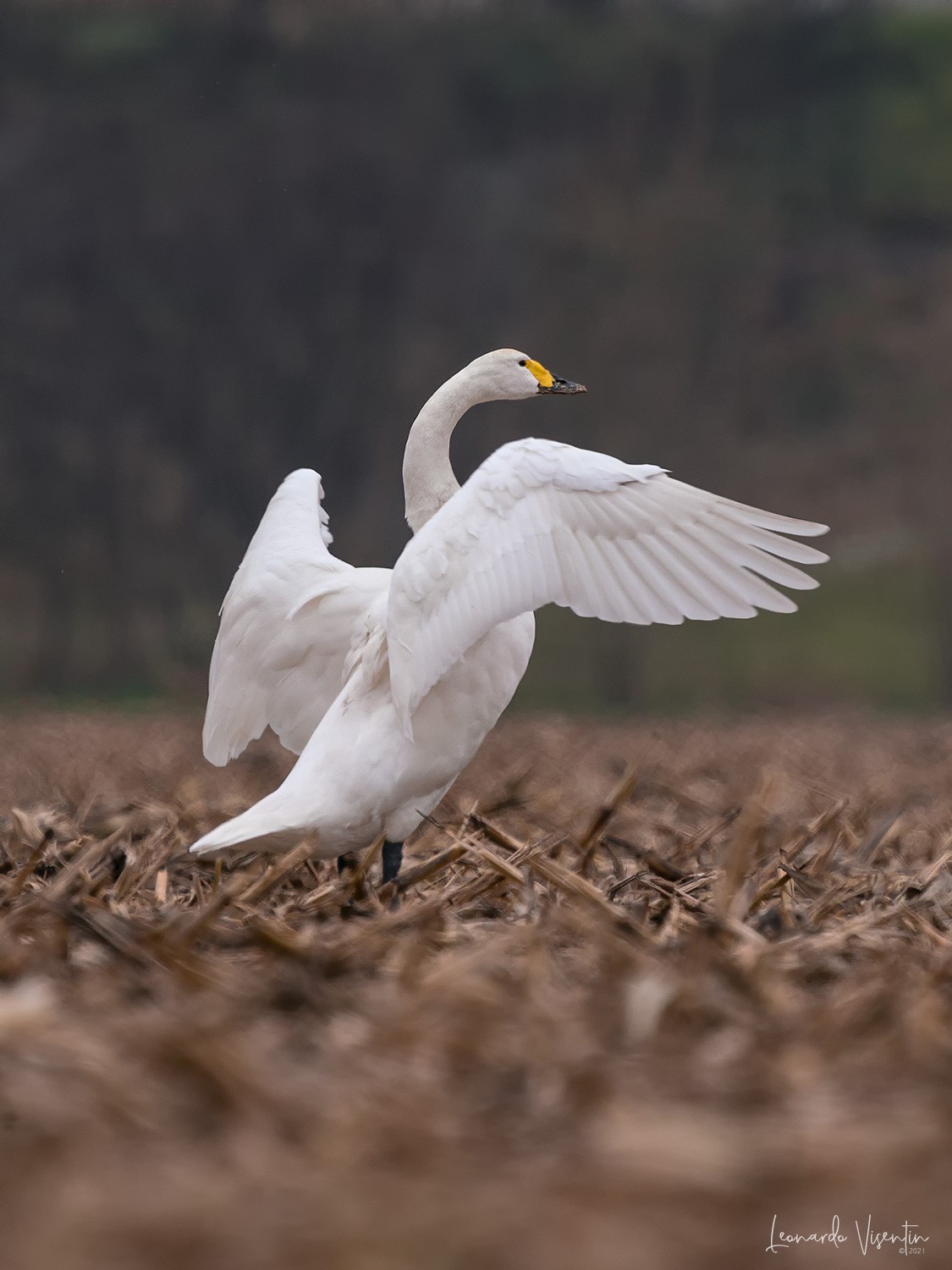 Cigno minore della tundra