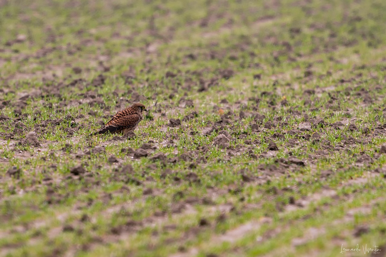 Falco tinnunculus