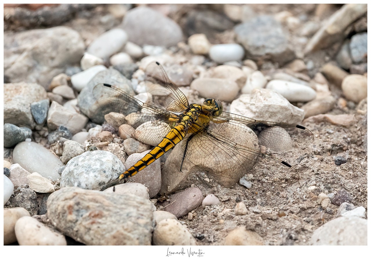 Orthetrum cancellatum