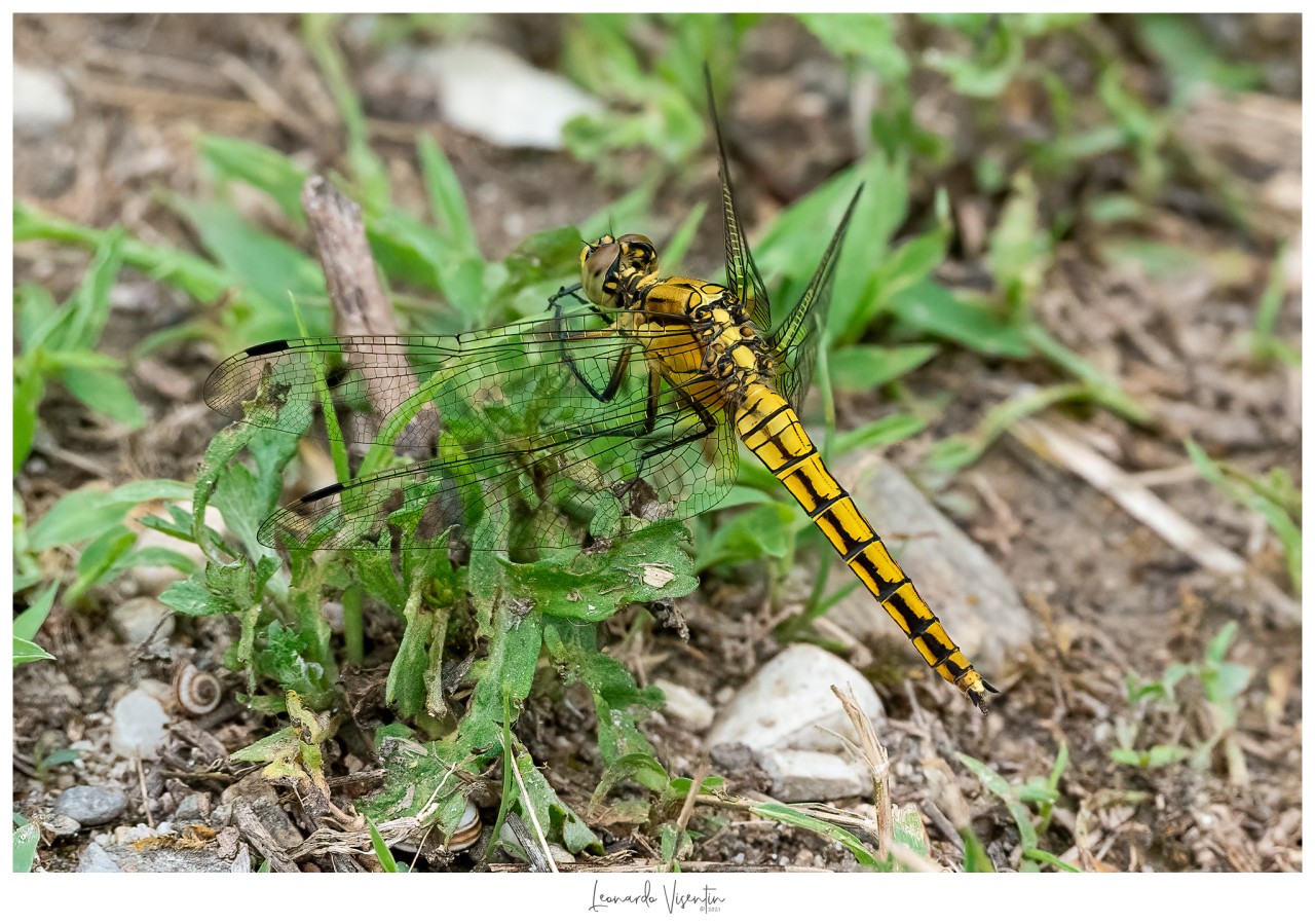 Orthertrum cancellatum