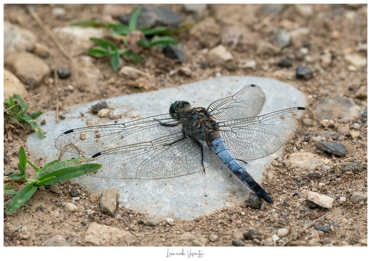 Libellula