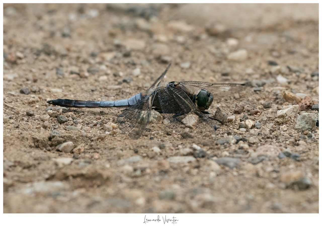 Libellula