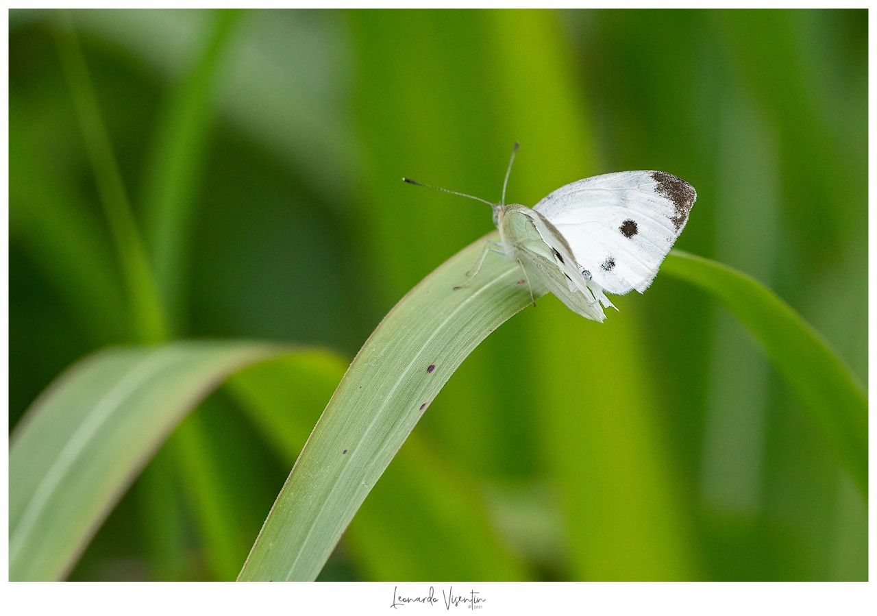 Farfalla