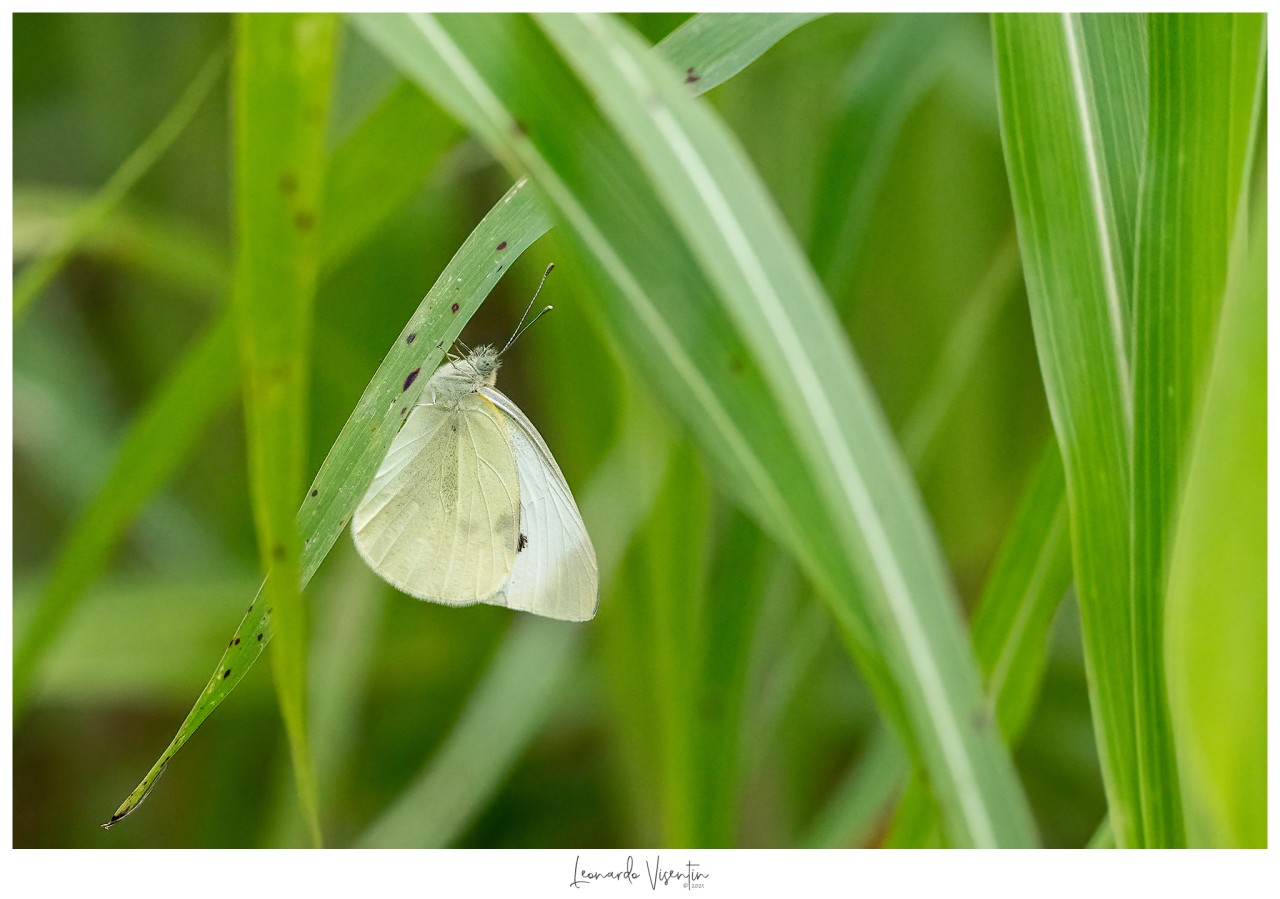 Farfalla
