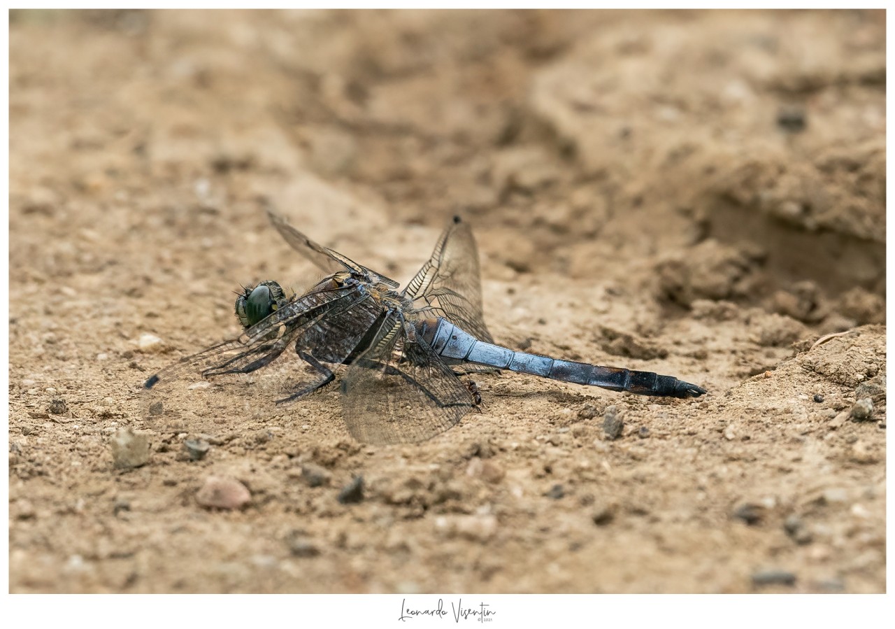 Libellula