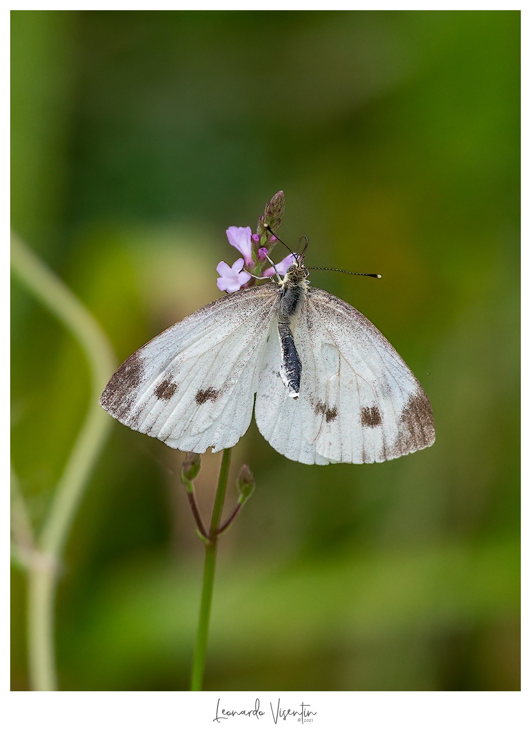 Femmina di Pieris napi