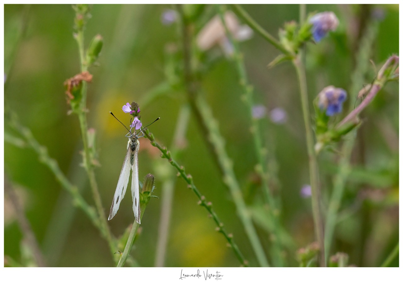 Femmina di Pieris napi