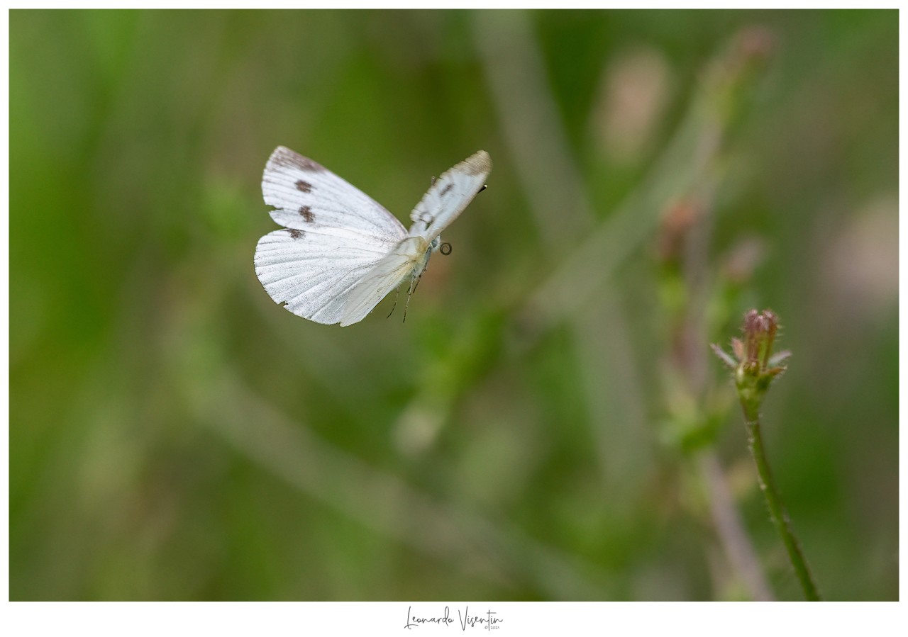Pieris napi