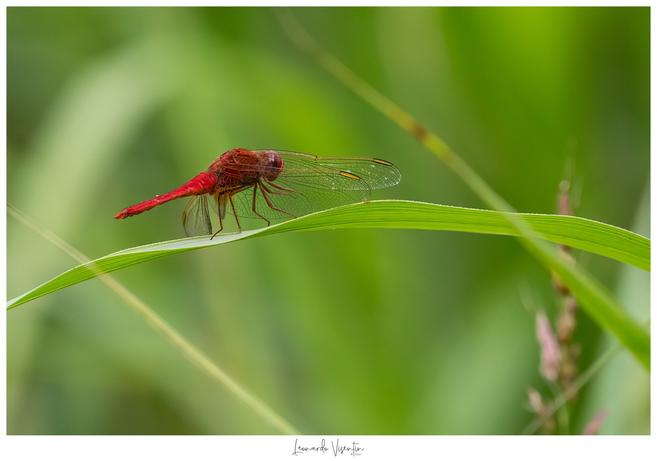 Sympetrum