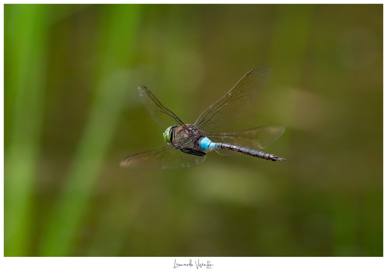 Anax parthenope 