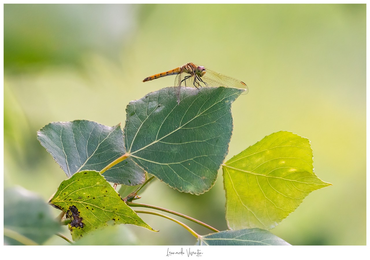Libellula